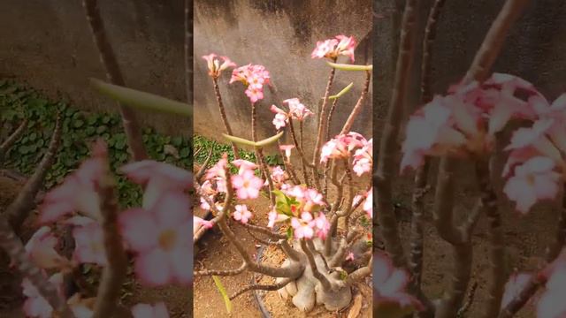 BLACK RCN (Adenium Lovers) смотреть онлайн