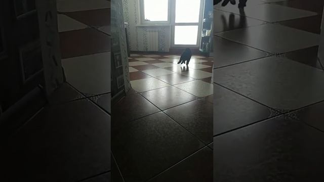 Бориста бегает?? смотреть онлайн