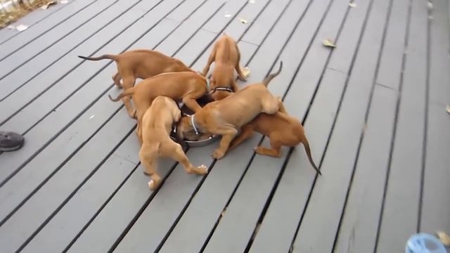 RHODESIAN RIDGEBACK! The Best Family Guard Dog! смотреть онлайн