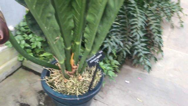 United States Botanic Garden Walk Around (Washington DC) смотреть онлайн