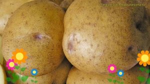 Картофель семенной Синеглазка. Краткий обзор, описание характеристик, где купить картофель