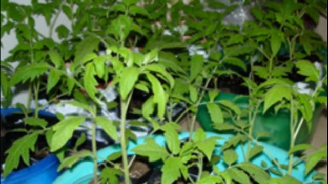 Особенности выращивания томатов сорта вельможа смотреть онлайн
