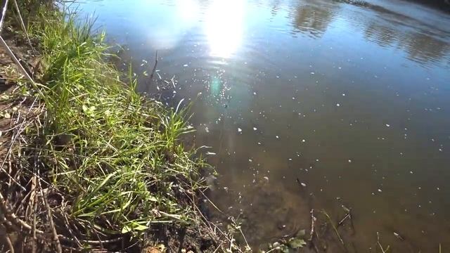 Лещ на фидер. Рыбалка 2020 на реке Урал. Хороший клёв смотреть онлайн