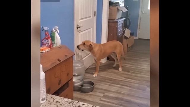 I'll catch it! Almost did. Funny animals. Short compilation #22. смотреть онлайн