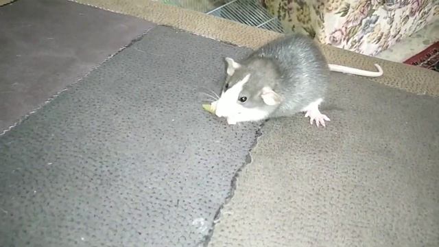 Будет ли кот дружить с крысой смотреть онлайн