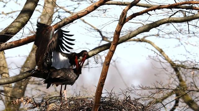 Black storks making love (4k) смотреть онлайн