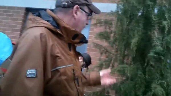 Juniperus communis  'Oblonga Pendula' (Weeping Common Juniper)