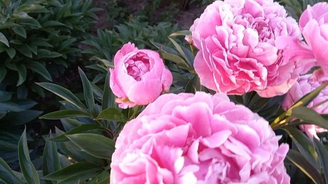 ?Пион Александр Флемминг.Цветение 19 июня. #пионы #ЦветыуНатальи смотреть онлайн