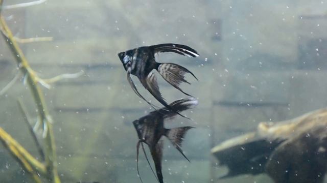 нерест астронотуса в общем аквариуме смотреть онлайн