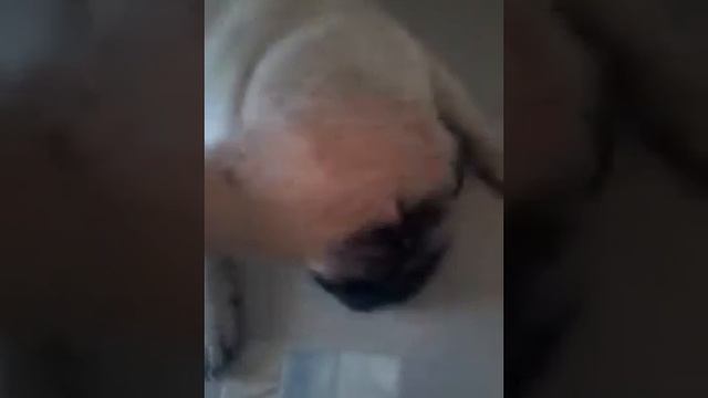 Мой мопс! смотреть онлайн
