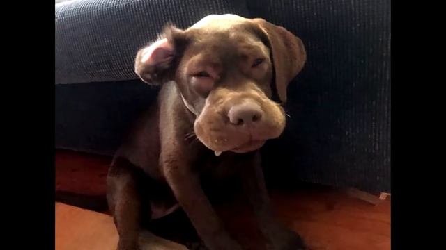 Когда собаку укусила пчела смотреть онлайн