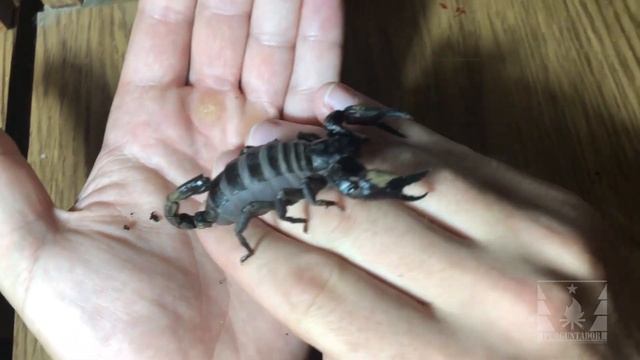 Скорпион (Heterometrus spinifer) до и после линьки смотреть онлайн