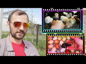 МЕГА вывод ЦЫПЛЯТ, все КРАСАВЦЫ белые МАРАНЫ