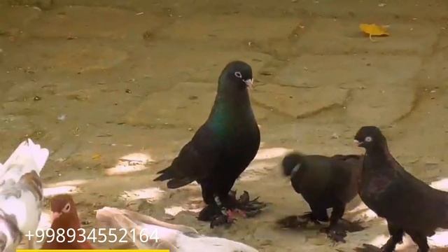 Бухарские голуби ака Расула город Бухара, были гостях,Голуби в небе очень много pigeons❗❗❗??? смотреть онлайн