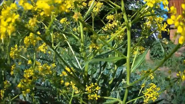 Медоносы России. Свербига восточная. смотреть онлайн