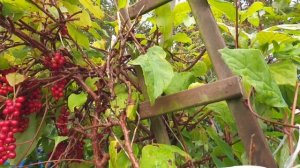 Лимонник Дальневосточный (Китайский). Лимонник китайский выращивание и уход - секрет большого урожа