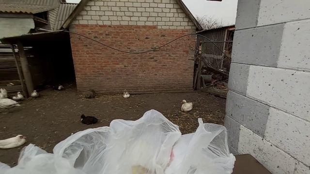 ЧЕМ кормлю свиней если нет БМВД ??? смотреть онлайн