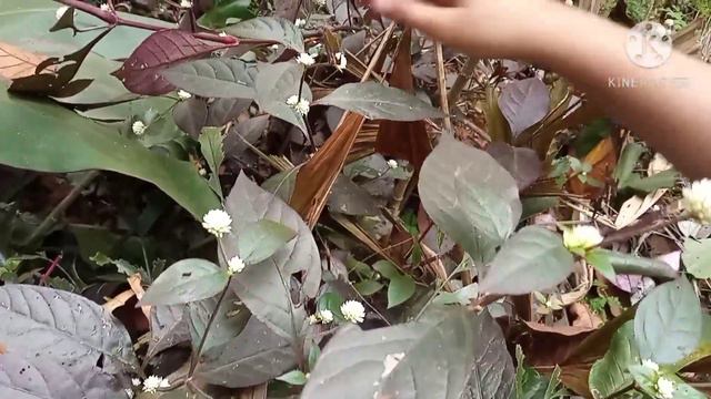 plant Hunting part #syngonium/dracaena/ caladium смотреть онлайн