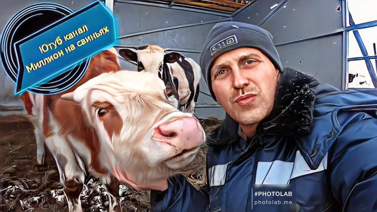 Вес бычков в 6 месяцев! Зимнее содержание быков! Как ввести прикорм подсосных поросят! смотреть онлайн