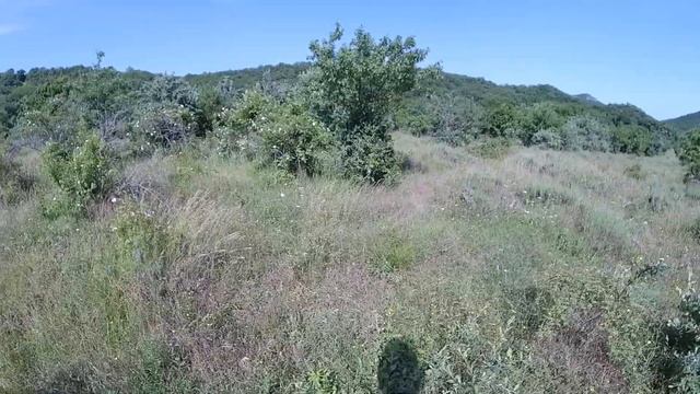 Гуляем по полю дикой , горной лаванды ! г. Судак ...... смотреть онлайн