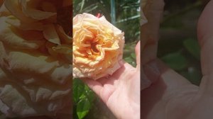 Роза « Барок».Мой опыт
