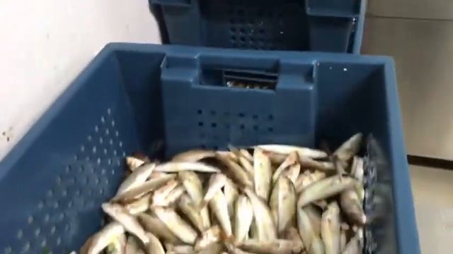 Добыча и продажа морепродуктов Черного и Азовского Морей смотреть онлайн