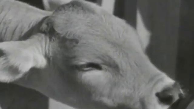 Сельское хозяйство, 1945 смотреть онлайн