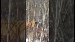 Встретили Амурского тигра в Хабаровске