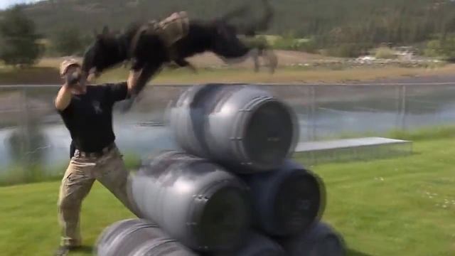 Собаки из K9. Тренинг в K9 США.