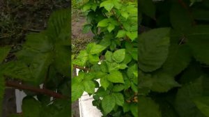 Ежевика Блэк Джем и Пр.Арк Фридом- и вы будете с ягодой даже осенью!