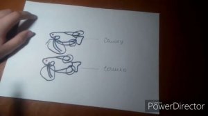 Определение пола у Гурами