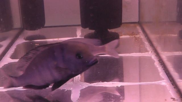 Cyrtocara moorii (Blue Dolphin) - breeding dance смотреть онлайн