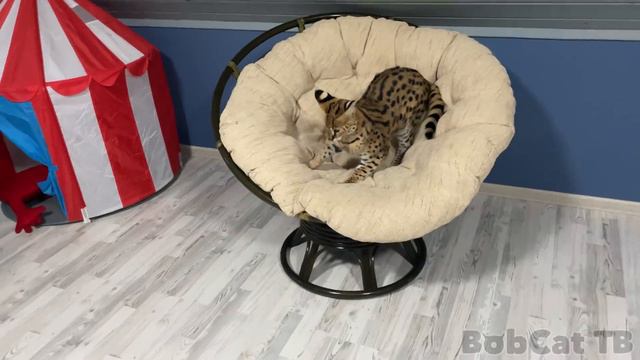 СЕРВАЛ ОЧЕНЬ ЗЛИТСЯ, ЧТО Я НЕ ПОЗВОЛЯЮ ЕМУ ДЕЛАТЬ ЗАПРЕЩЕННЫЕ ВЕЩИ