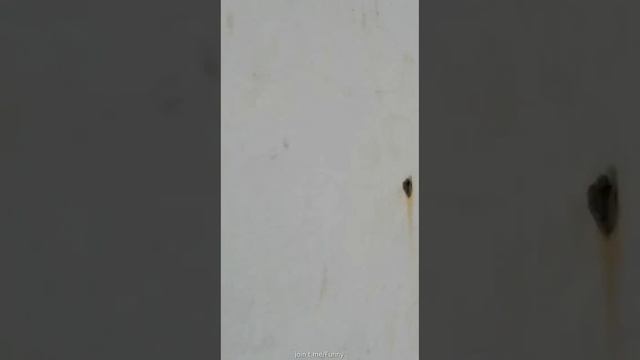 гусь боец?? смотреть онлайн