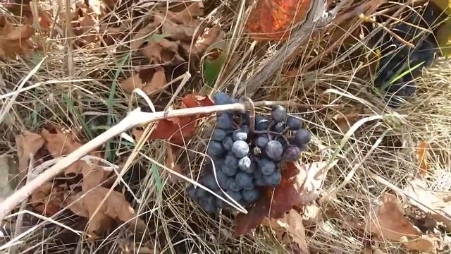 Виноград (Павлия) Неопознанный №3. смотреть онлайн