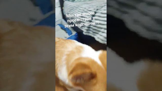 ааааааа почему?!?! #милашка #словопацана #собака #старший #чихуахуа #art #beat #drawing #music смотреть онлайн