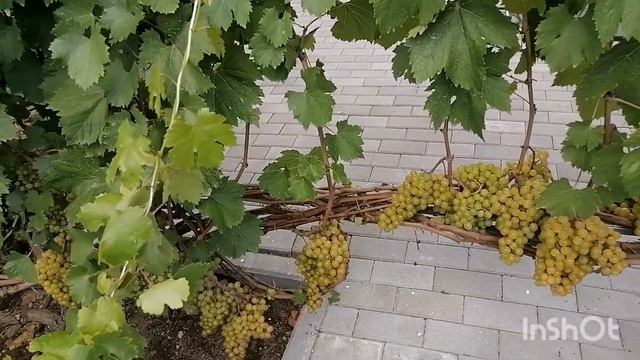 Виноград сорта Московский Белый смотреть онлайн