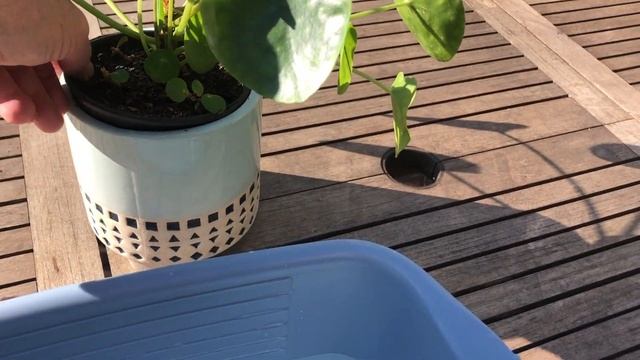 How to Grow - Chinese Money Plant - Pilea Peperomoides смотреть онлайн