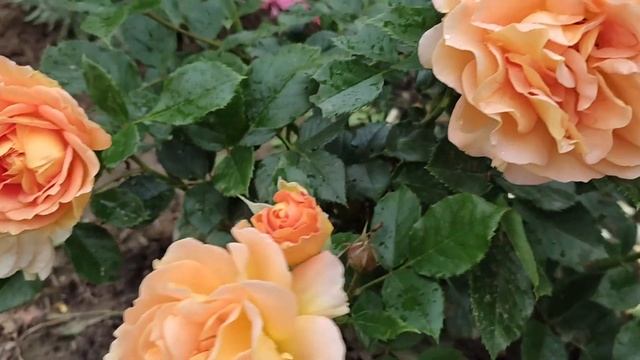 ?? Роза "Golbelse". Цветение 2-го сезона. смотреть онлайн