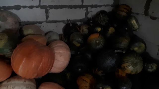 Урожай Тыквы 2020. Тыква выращенная с помощью мотоблока смотреть онлайн