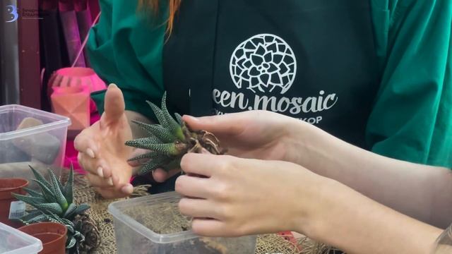 Флорариум своими руками с нуля: сделать может каждый даже дома! / Идея для подарка и свидания смотреть онлайн