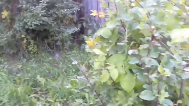 Дача.Лето в разгаре.Отдых.Шашлык.Планы по делам на участке :))) смотреть онлайн