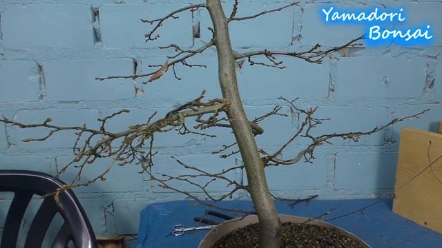 Yamadori Bonsai Hainbuche ( Carpinus betulus) смотреть онлайн
