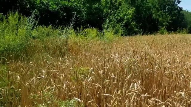 САМВЕЛ АДАМЯН ЗИНА ПРОПАЛА. РАВНОДУШИЕ МАТЕРИ смотреть онлайн