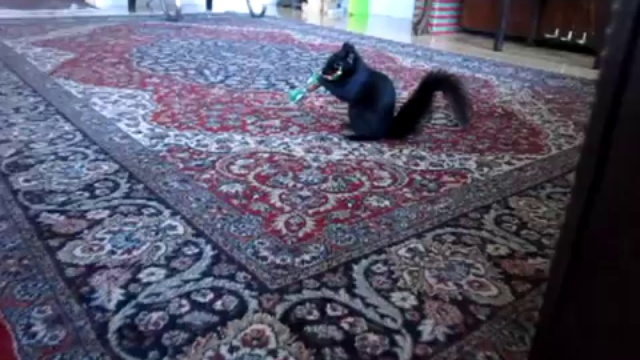 Белка пришла в гости за едой