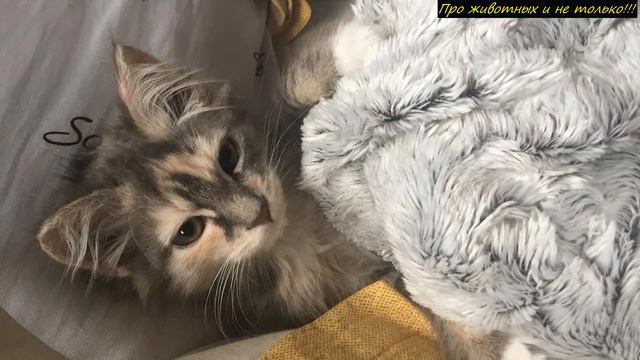 Скейтбордист буквально НЕНАВИДЕл кошек!Когда котёнок прыгнул на его скейт, он не знал, что случится смотреть онлайн