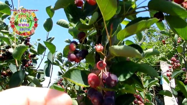 Сады в 2021 году смотреть онлайн