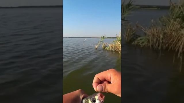 Лещик на манку???#Shorts #рыбацкая_удача #рыбалка #поплавок #карась #Лещ смотреть онлайн
