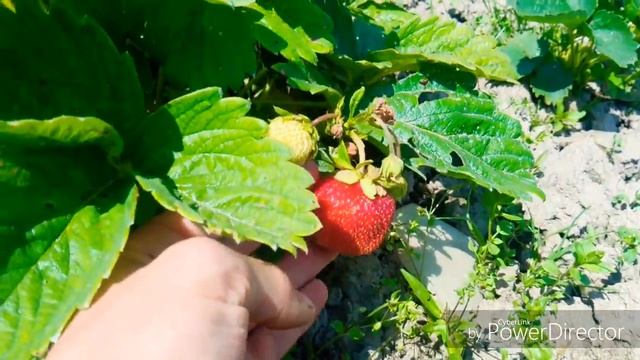 Клубника сорт "Хоней" 30. 06.2018 смотреть онлайн