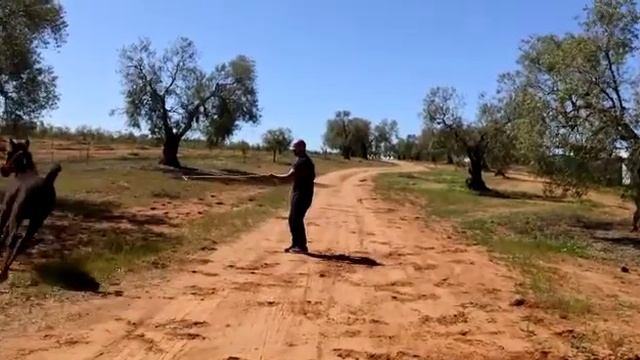 Разведение и продажа лошадей иберийских пород смотреть онлайн